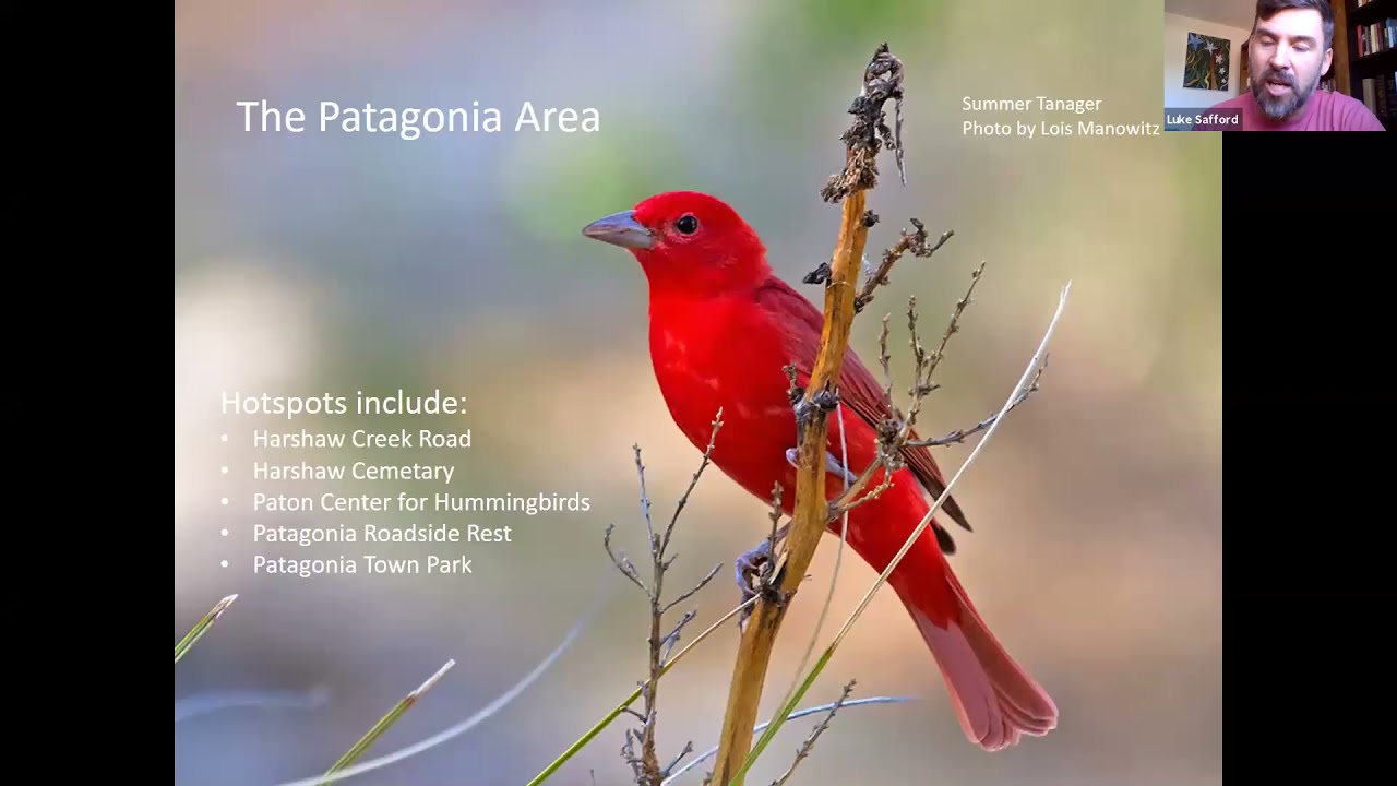 Birding the Calendar: Where to Go Birding in SE Arizona in May