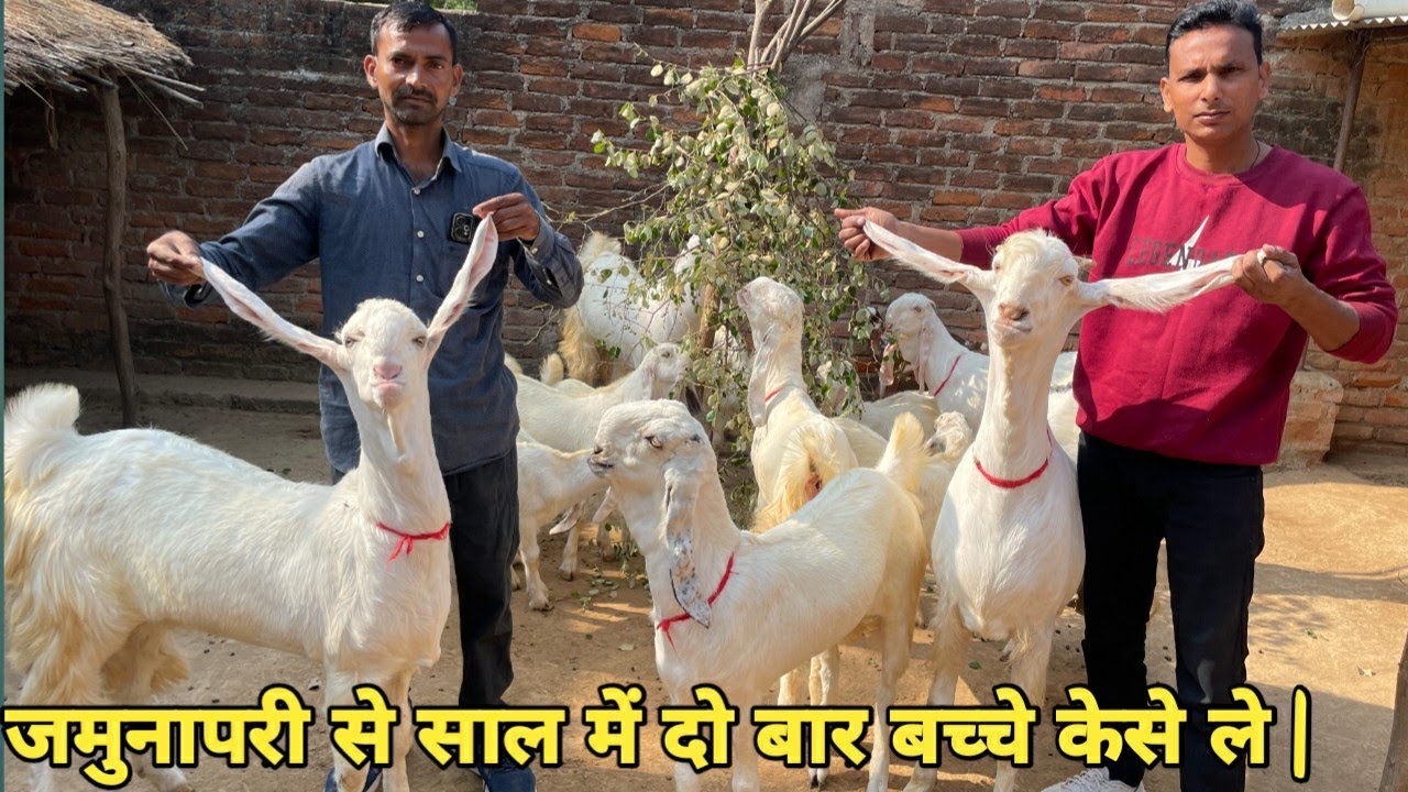 जमुनापरी से साल में दो बार बच्चे केसे ले || Happy goat farm ♥️