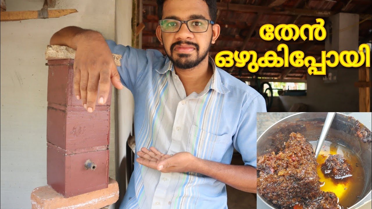Honey melted inside the colony | തേൻ ഉരുകിപ്പോയി  | stingless bee | cherutheneecha