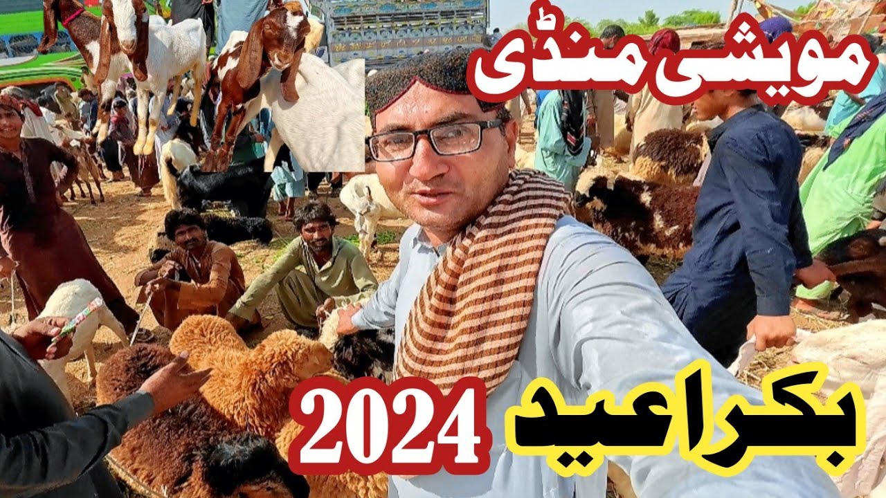Pakistan Bakra mandi 2024 | Maweshi mandi rates 2024| Bakra Eid 2024 | Bakra mandi update
