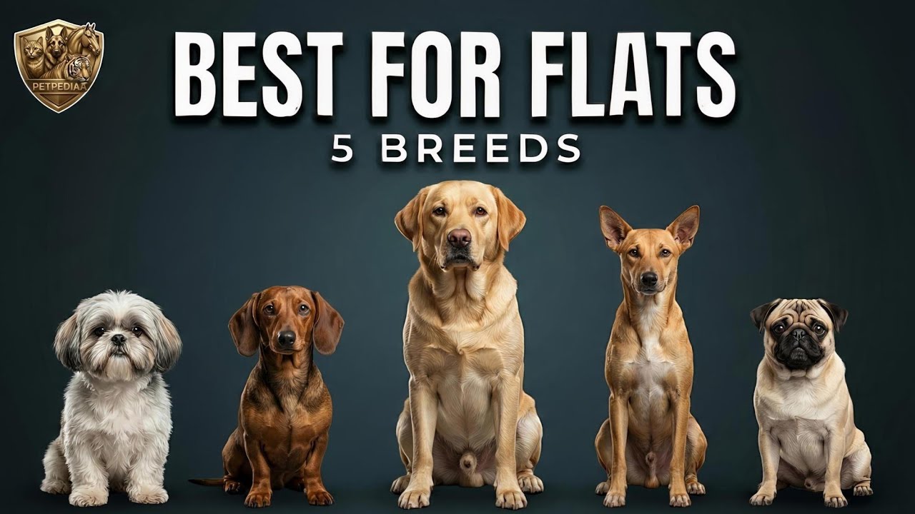 5 Dog Breeds That Actually Fit Indian Apartments | PETPEDIAA 