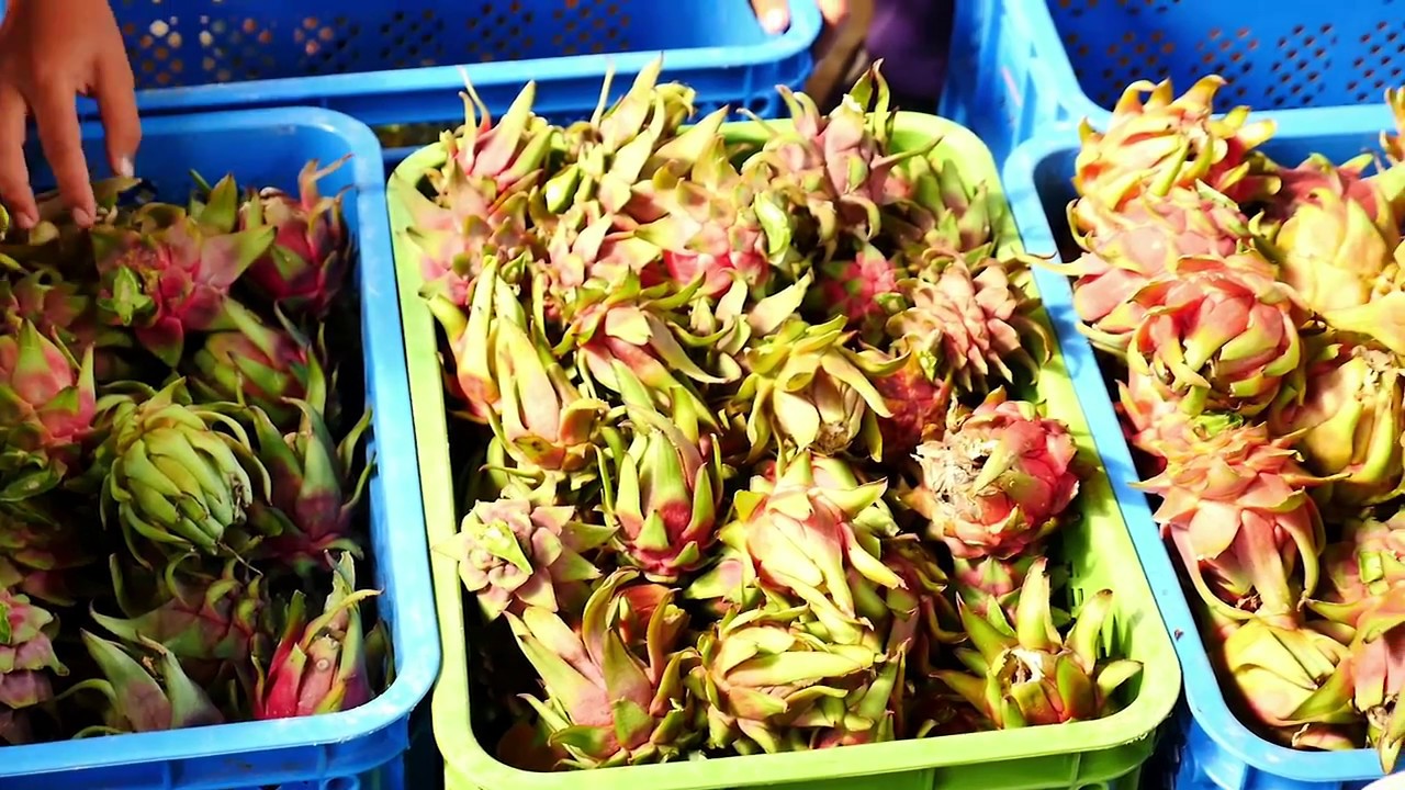 UNA DEKADA The Dragon Fruit Grower DWF Jalajala Rizal HD