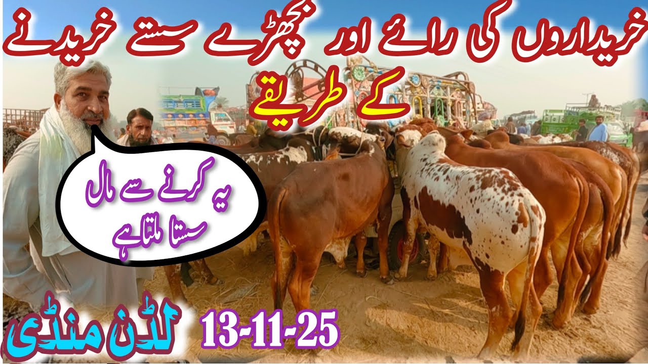 LUDDAN BACHRA MANDI LATEST PRICE UPDATE | Sahiwal Cholistani Dajal Lot Waly Bachray | Bachra Farming