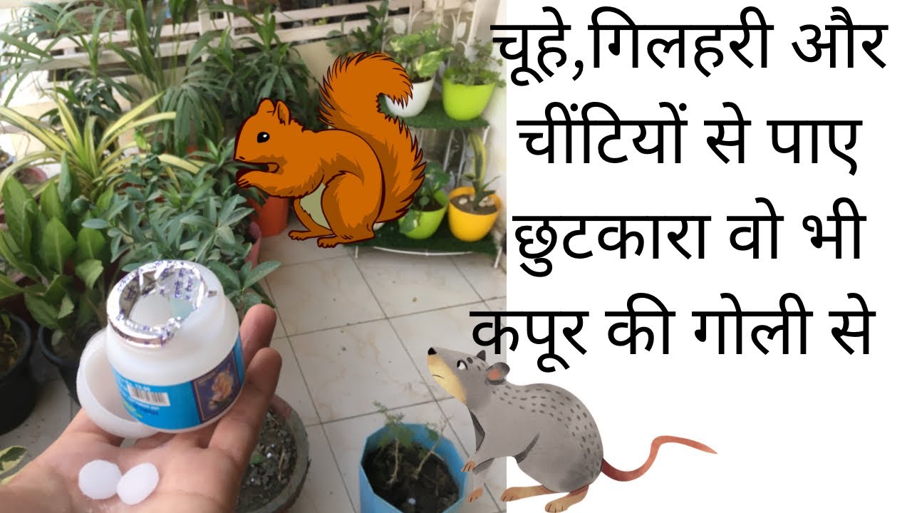 चूहे ,गिलहरी, चींटी से छुटकारा पाने का आसान घरेलू नुस्ख़ा get rid of rat 🐀  squirrel 🐿with kapoor