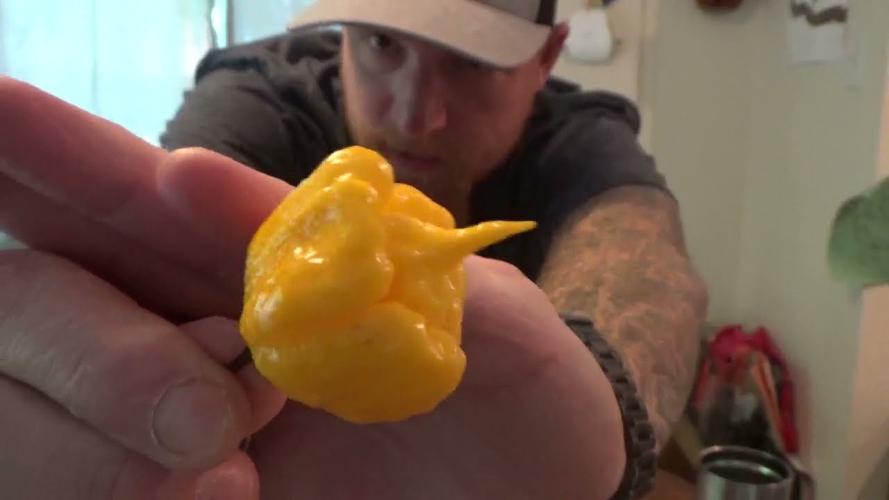 7 Pot Primo Orange from Tim Myers! That pod was a scorcher!!! Straight fire and super great tasting!