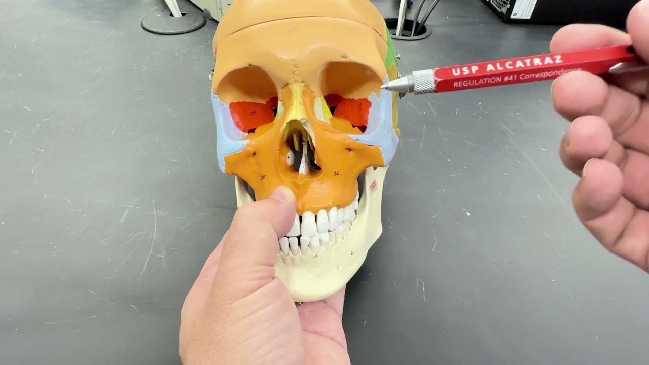 Bones of the Skull (2025)
