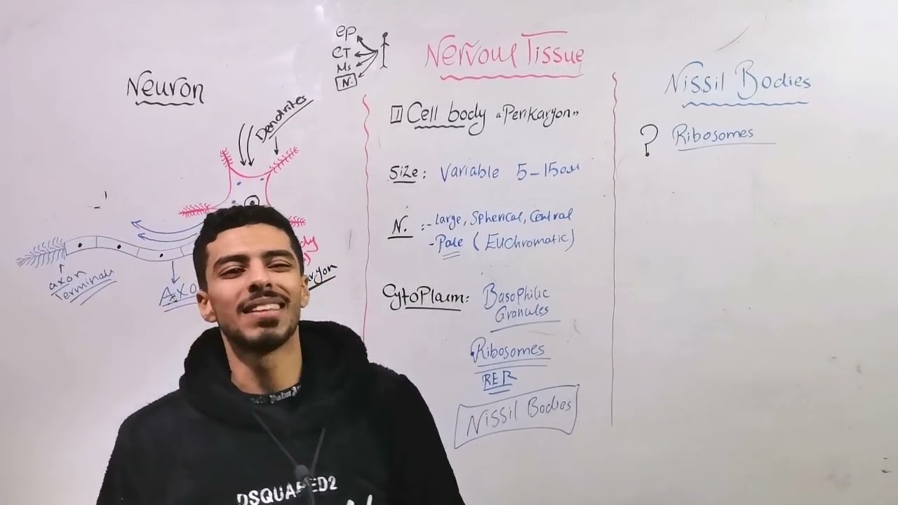 CNS 1 (Neuron)