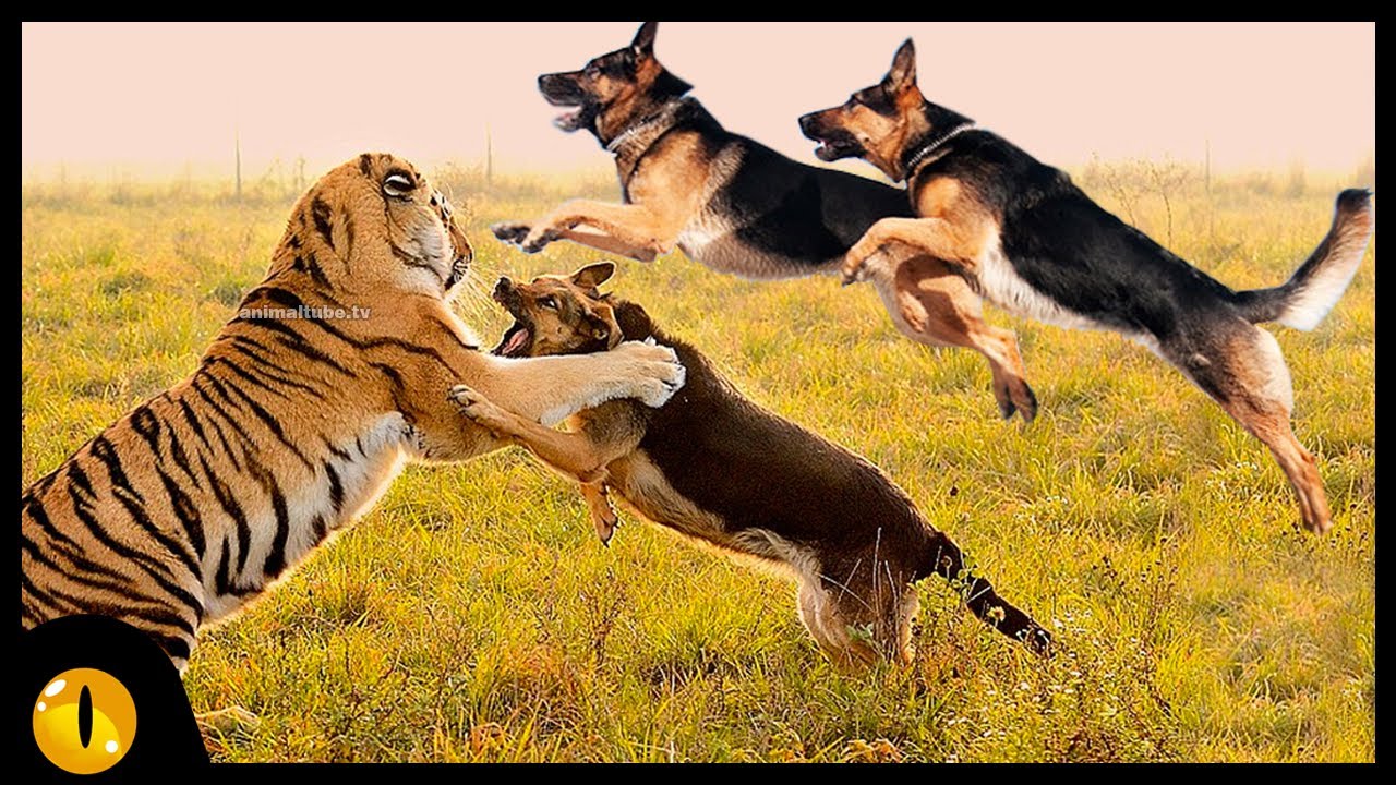 TOP 10 FEARLESS DOG BREEDS IN THE WORLD
