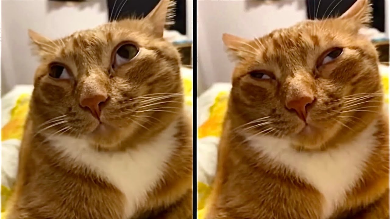 The Funniest Looking Cat Ever