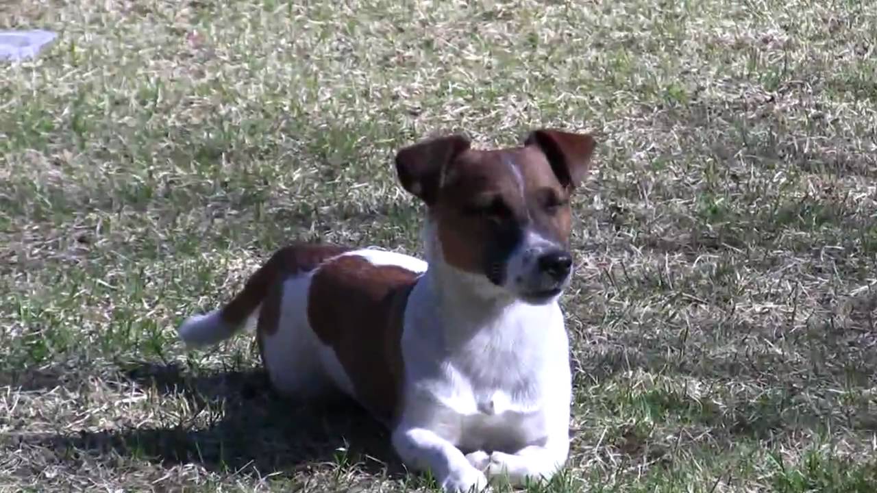 Jack Russell Terrier playing and jumping