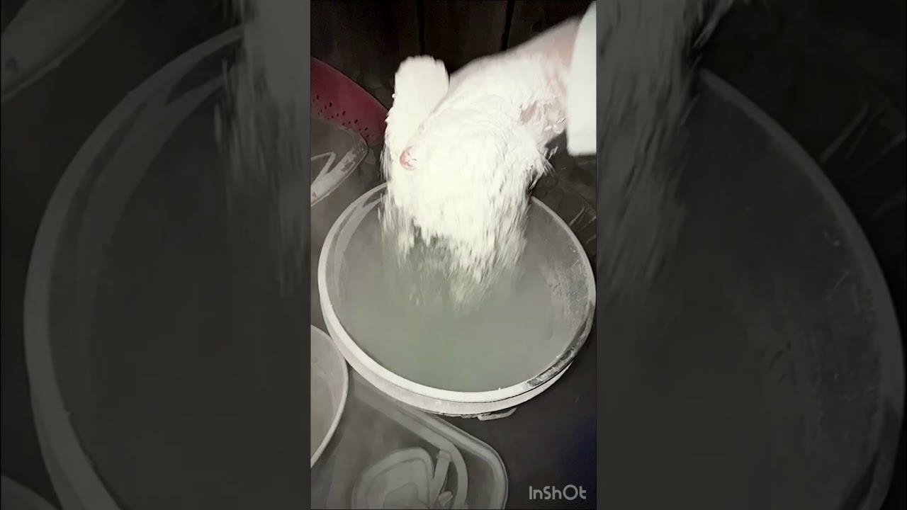 #asmrsounds#powderplay#powdery#cometasmr#bakingsodaasmr#cornstarch#oddlysatisfying QUIK NITE PLAY!