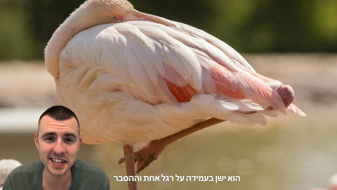 הפלמינגו 🦩 - מה הקשר המפתיע שלו לאיראן? | פרק 2