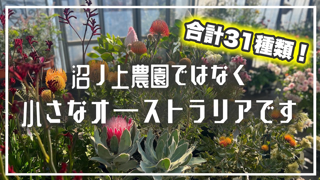 過去最大量⁉︎美しすぎるオージービューイング！【オージープランツ】
