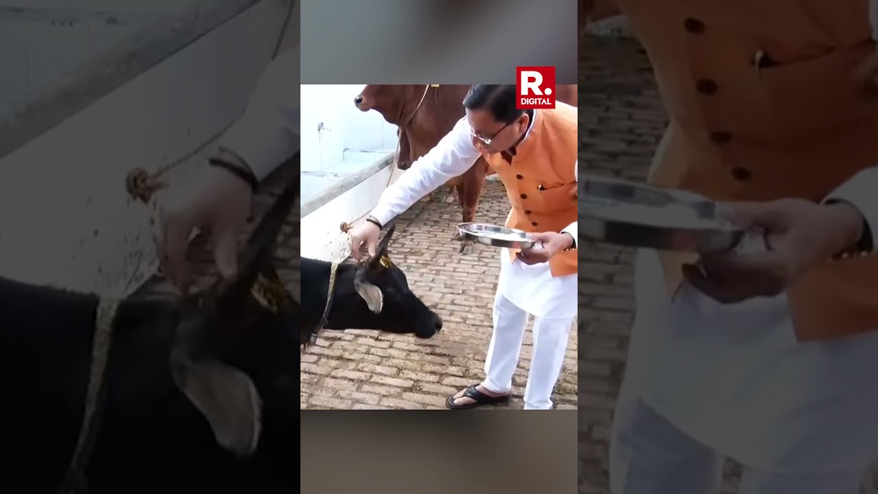 India performs Govardhan Pooja, worships cows on the occasion