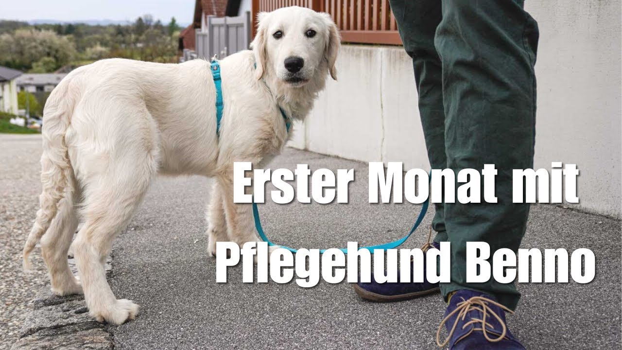 Ein Monat mit ängstlichem Hund aus dem Tierschutz - Pflegehund Benno lebt sich ein