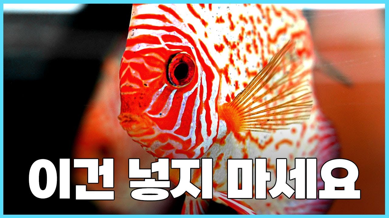 수초어항에 어떤 물고기를 넣어야 할까? 추천해드림