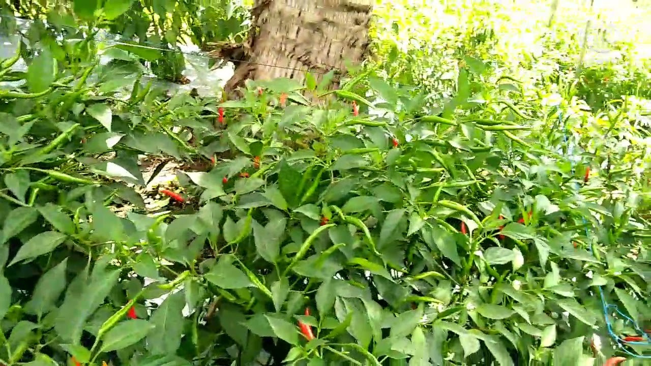87 days / Mga tips at konteng kaalaman / Siling Labuyo Sarangani Farmers