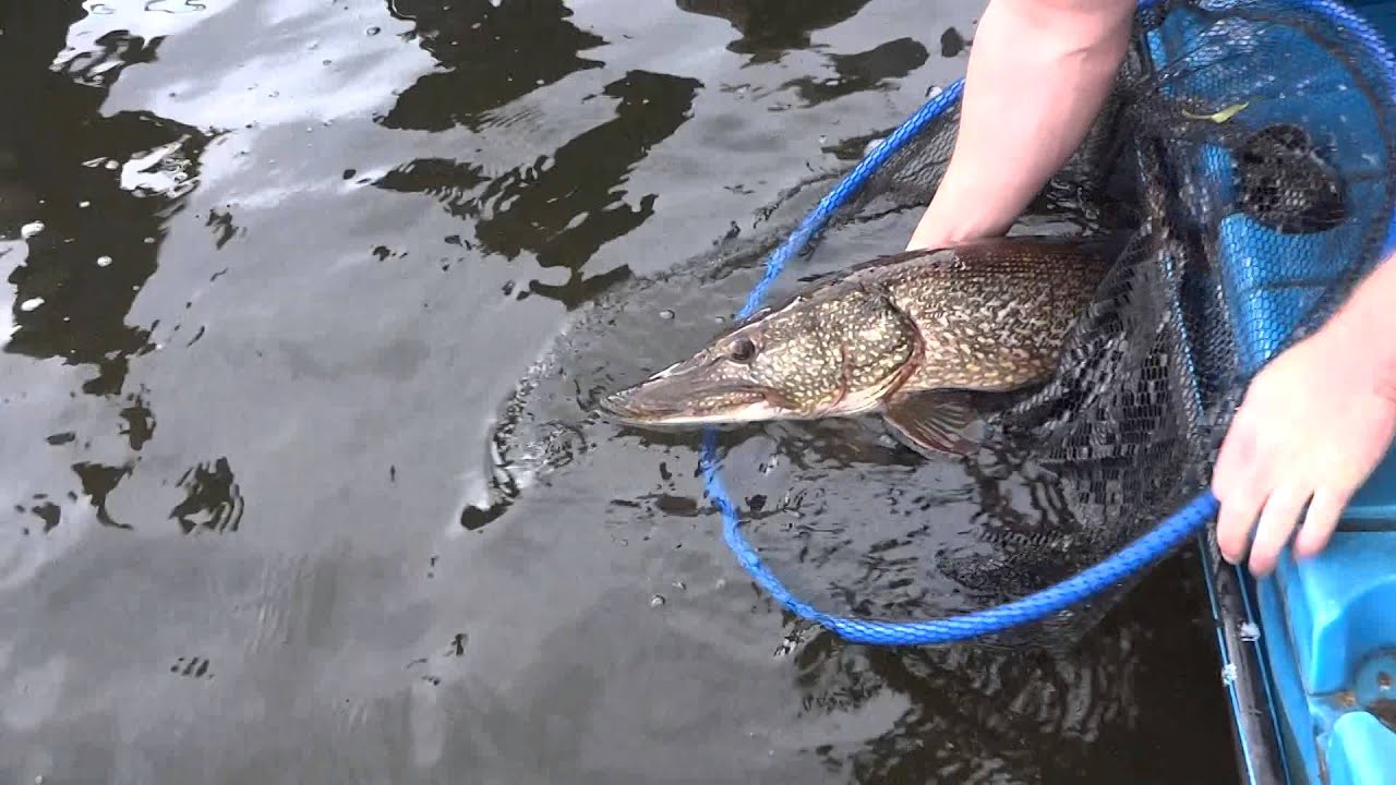 PAL самая крупная щука 1 го тура