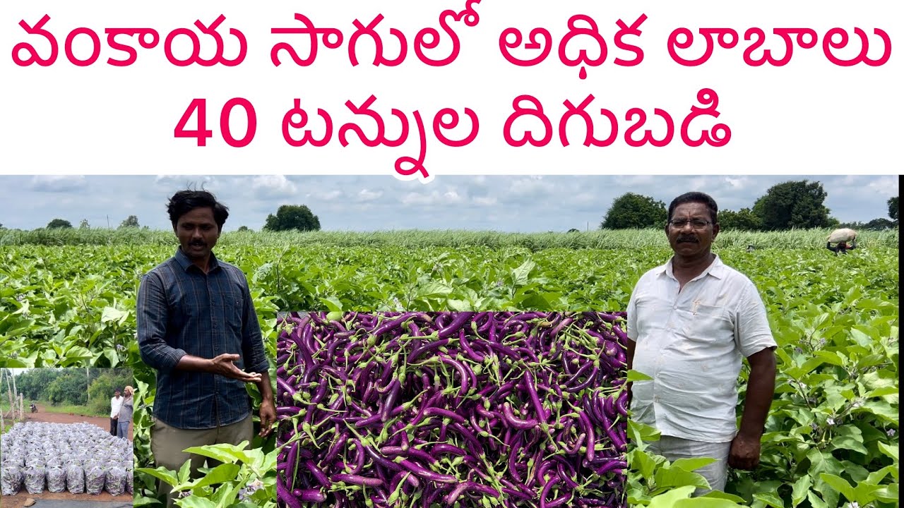 Brinjal farming//వంకాయ సాగులో అదిక లాబాలు#farming