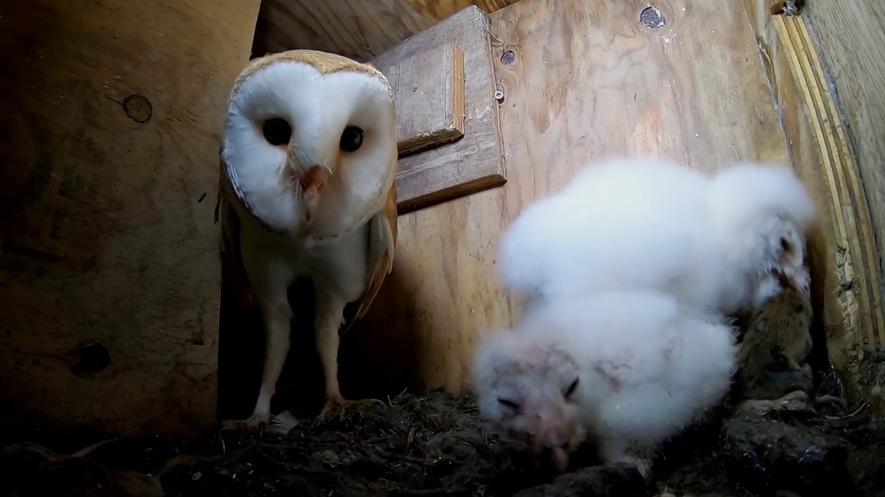 Barn owlets feeding