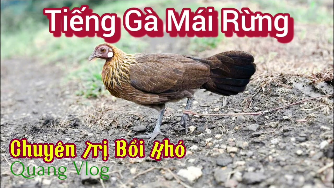 Tiếng Gà Mái Rừng | Gọi Bổi | Chuyên Trị Bổi Khó 