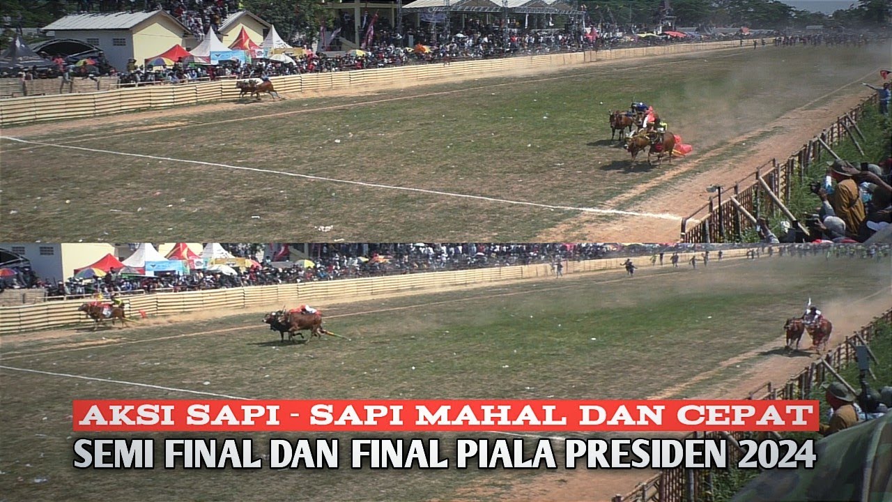 Bertemunya sapi sapi kerap Kelas Berat semi Final dan Final Piala Presiden 2024