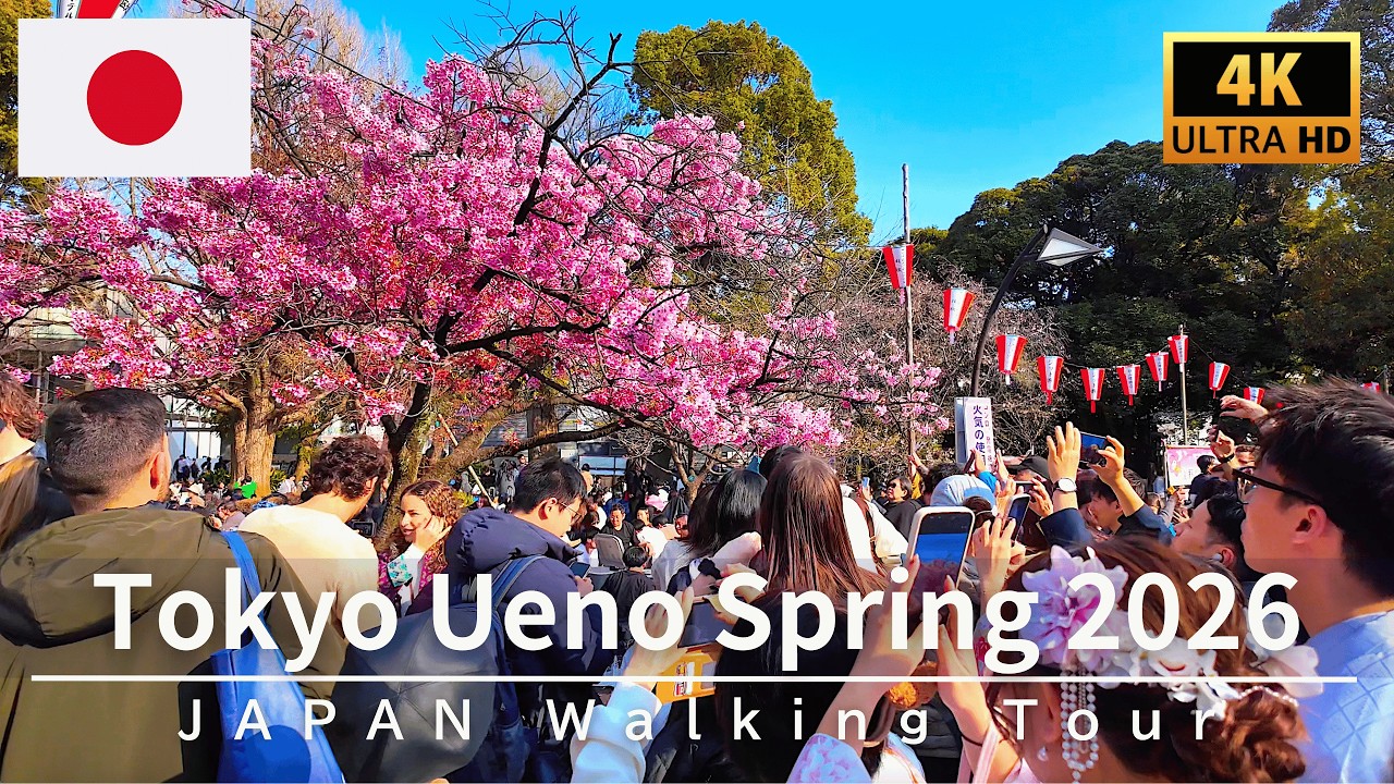Прогулка 4K по Японии 🇯🇵 Цветущая сакура в токийском парке Уэно &ndash; Март 2026