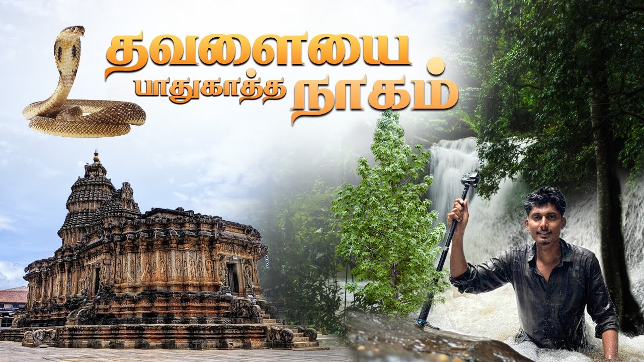 😱தவளையை பாதுகாத்த நாகம்🙏🏻 - Sringeri Sharada Peetham | Kalaseshwara temple Elaneer | Soormane falls
