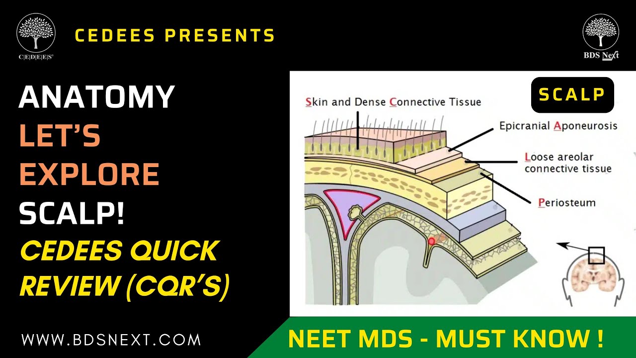 Lets Explore Anatomy of the Scalp - Cedees Quick Review (CQR's) - NEET / INI-CET !!