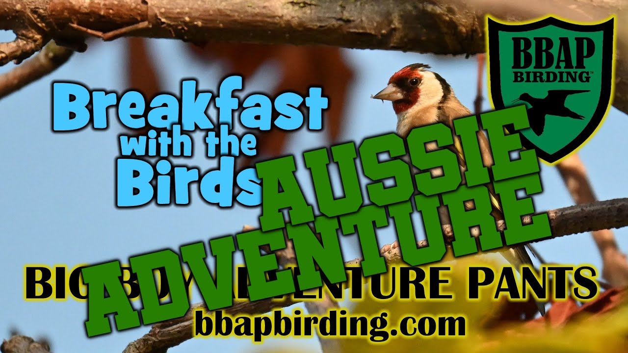 Ringy Goes Birding: Aussie Adventure 2024 (E6)
