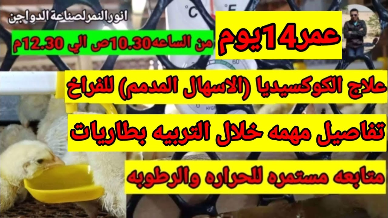 تربية بطاريات تدفئه ذاتيه عمر 14 يوم /انورالنمرلصناعةالدواجن
