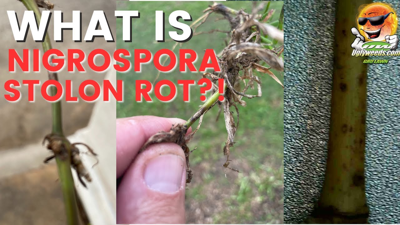 Nigrospora Stolon Rot for St Augustine Grass