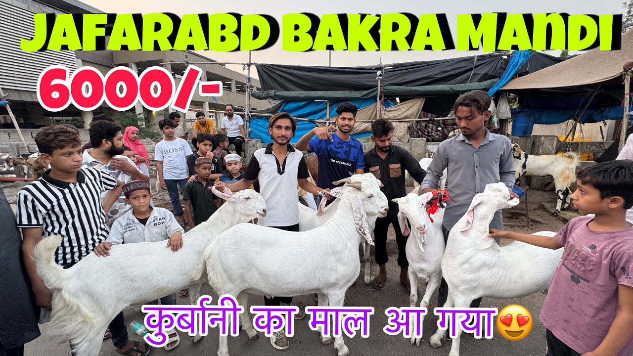 JAFRABAD BAKRA MANDI 2025 LATEST VIDEO | BAKRA MANDI JAFRABAD | DELHIBAKRA MANDI 2025