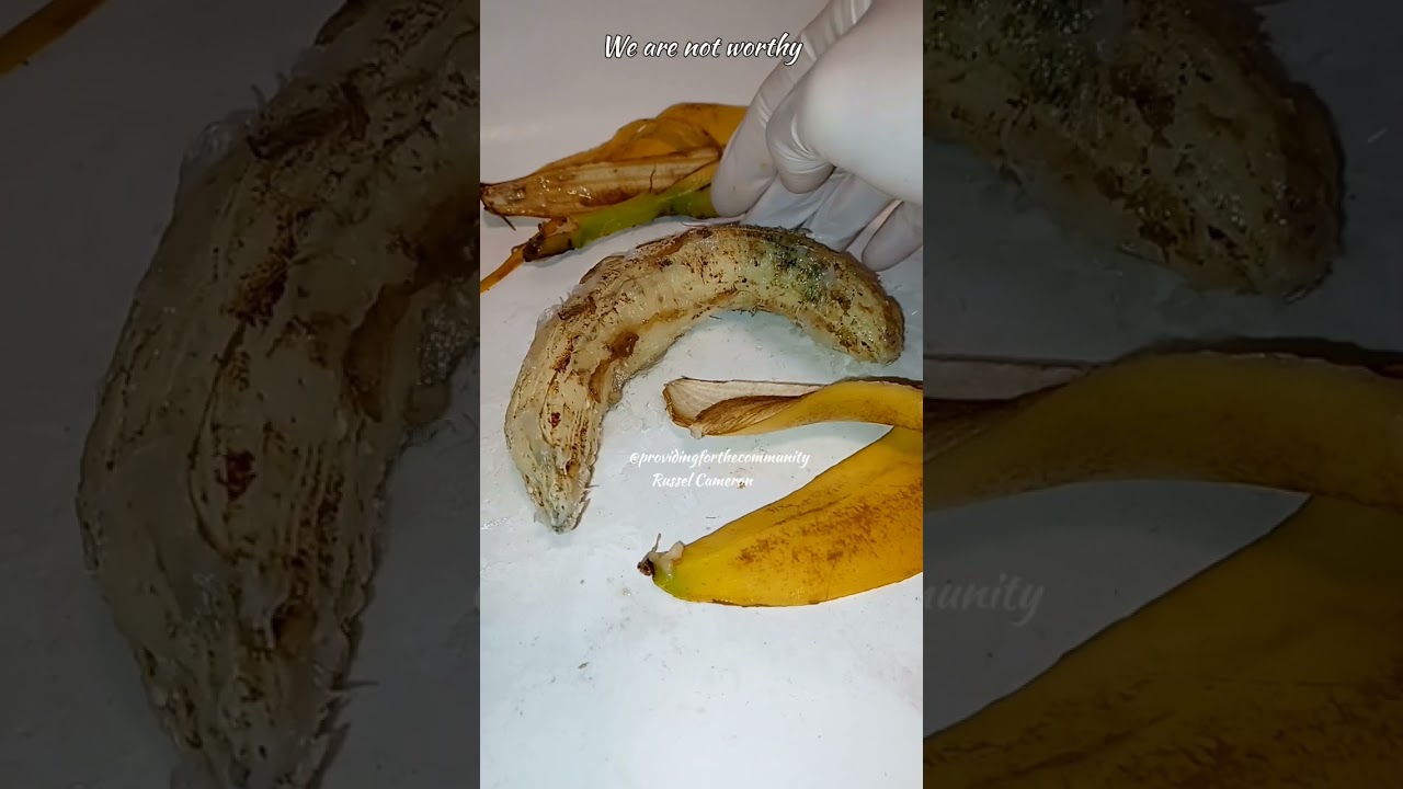 Would you believe lab banana almost didn't live to see one year old.