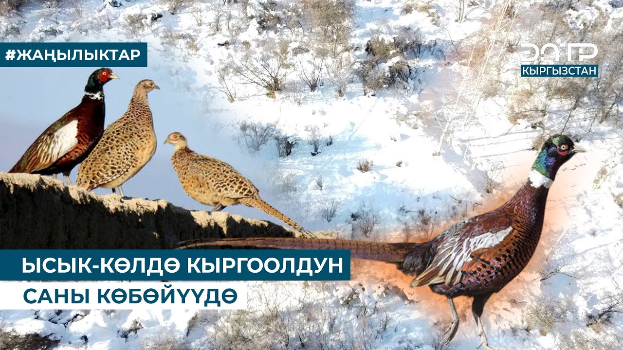 ЫСЫК-КӨЛДӨ КЫРГООЛДУН САНЫ КӨБӨЙҮҮДӨ