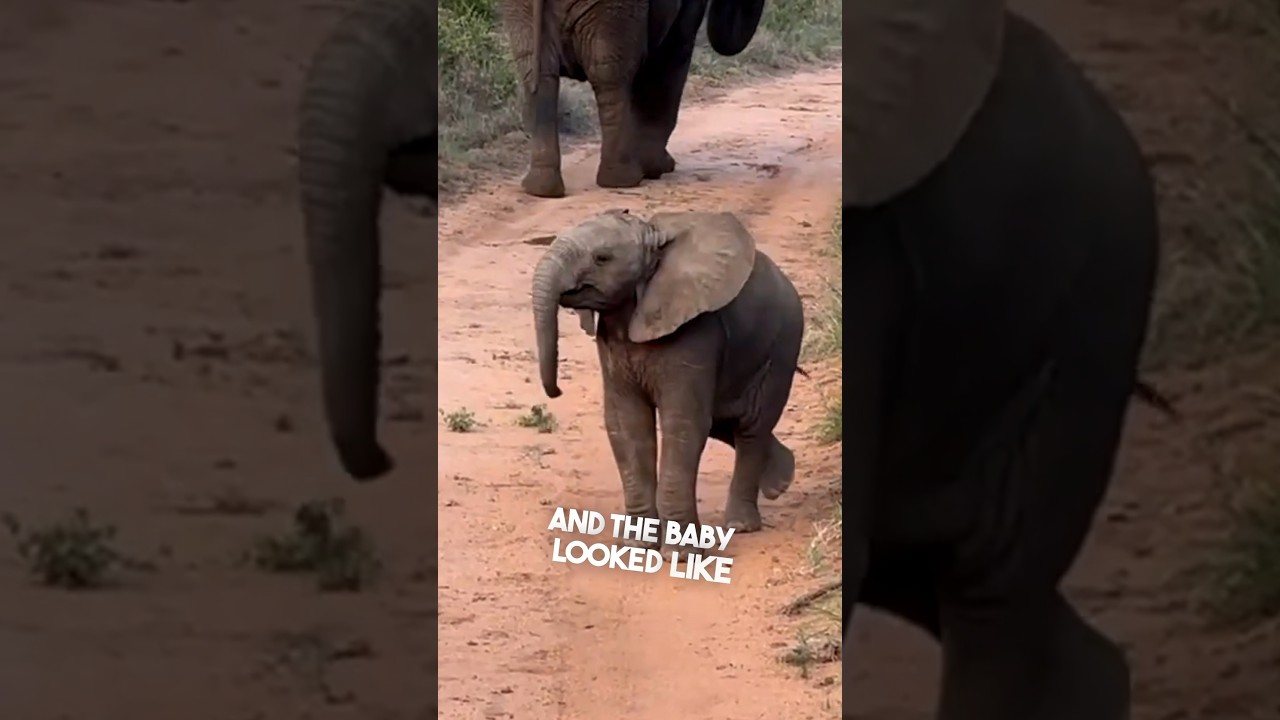 Этот слоненок дразнил людей ❤️