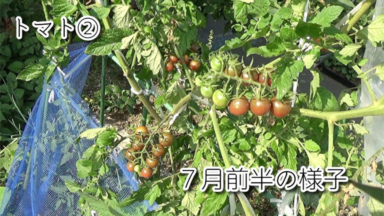 【トマト②】トスカーナバイオレット/湿気がすごくても懸命に育ってくれてありがとう/丈夫で味もよくておすすめです/７月前半の様子