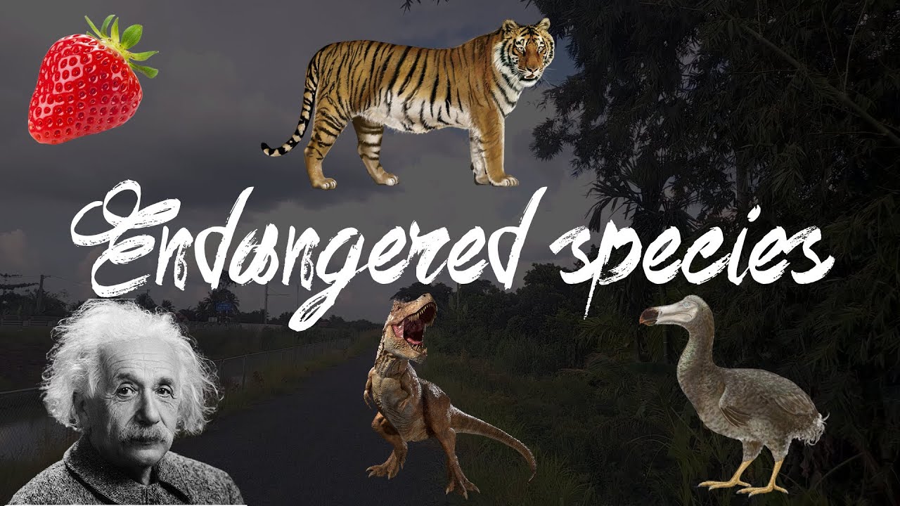 Endangered species | Learn English vocabulary | Reading and Listening skills