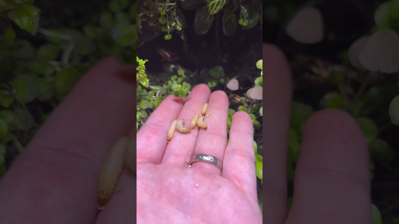 Hand feeding my poison dart frogs 🐸☠️