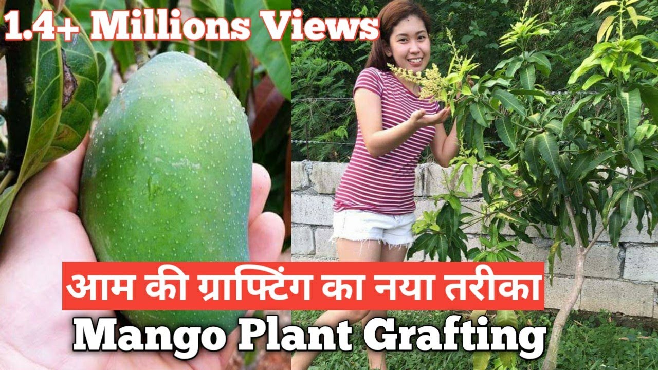 आम की ग्राफ्टिंग / कलम लगाना सीखें सिर्फ 10 मिनट में | Mango plant grafting technique