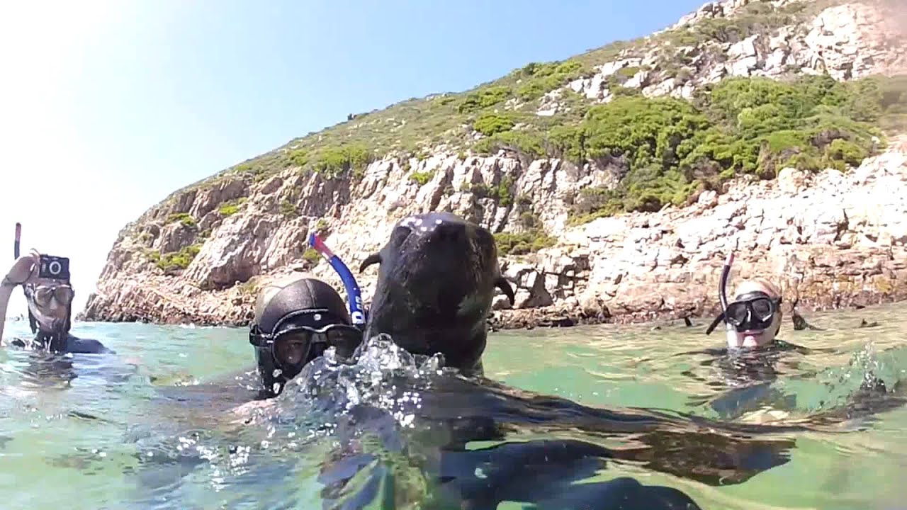 Diving with seals. Plettenberg Bay