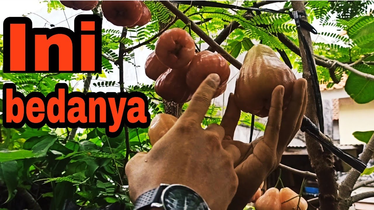 🔴perbedaan jambu air dalhari dan jambu air king rose agar tidak salah dalam memilih bibit
