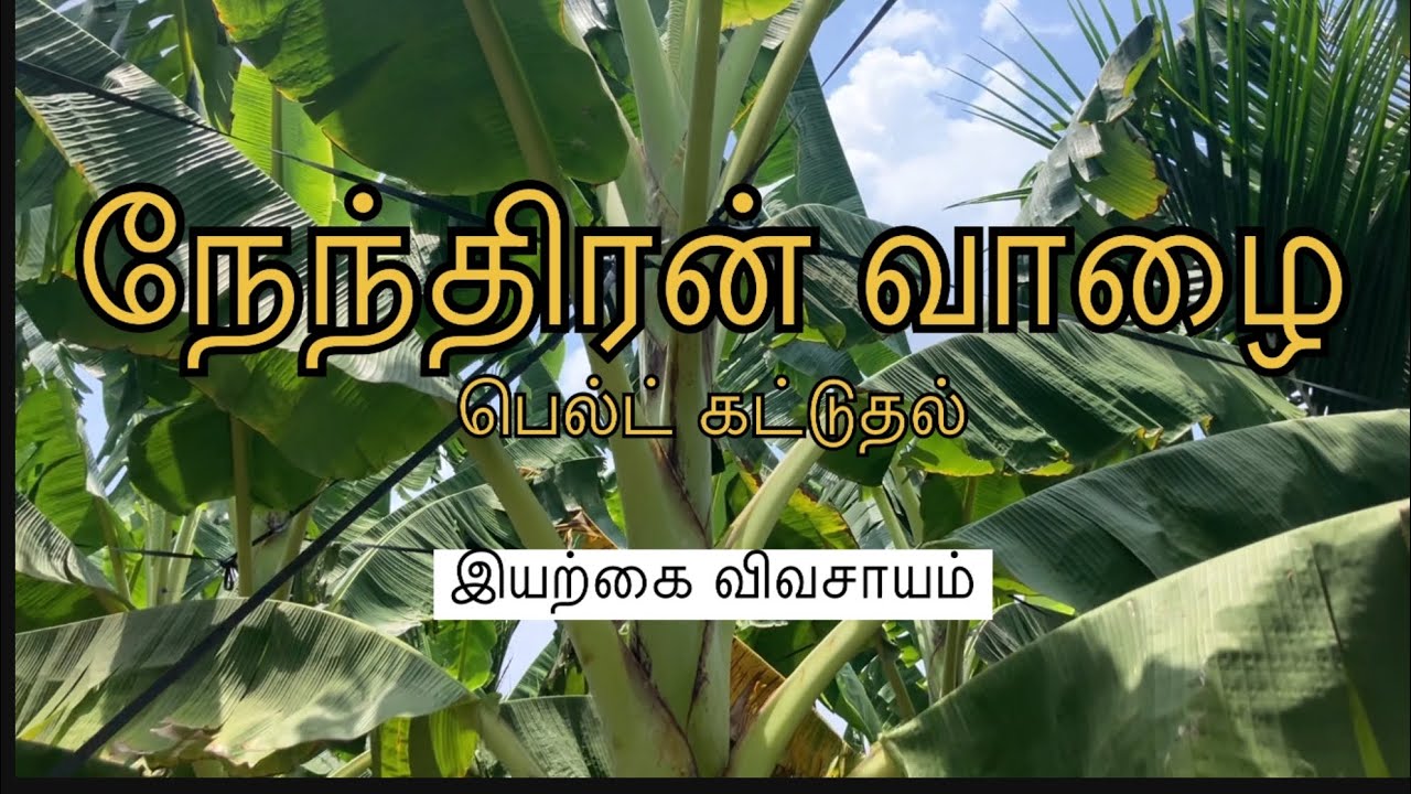 நேந்திரன் வாழை | பெல்ட் கட்டுதல் | Belt Support For Nendran Banana | Organic Farming In TamilNadu