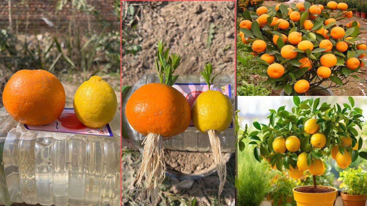 How to grow lemon trees and orange trees in the water bottle || easiest method in the world ||