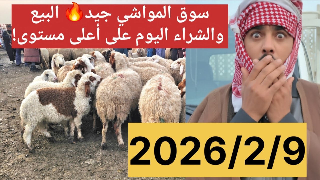 سوق المواشي جيد🔥 البيع والشراء اليوم على أعلى مستوى!