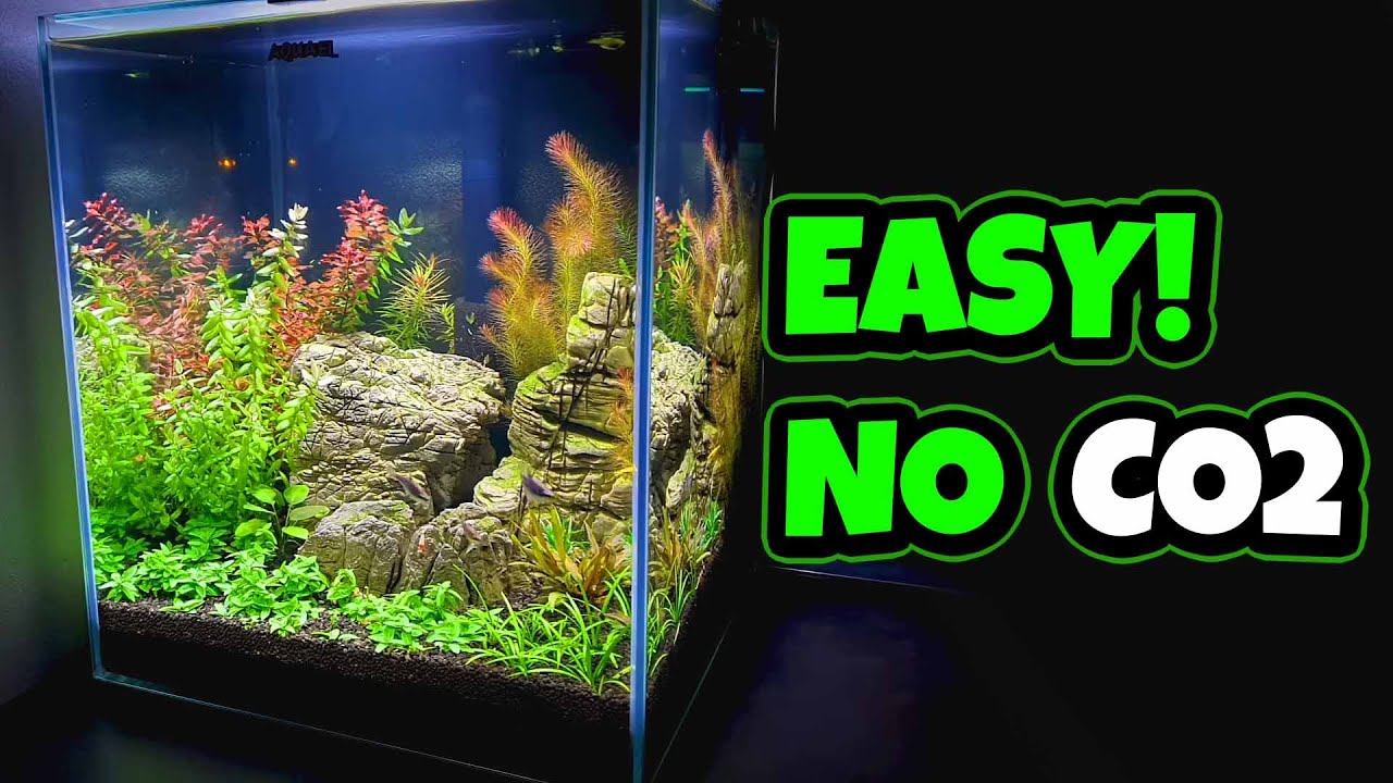 Aquascape! - WITHOUT CO2