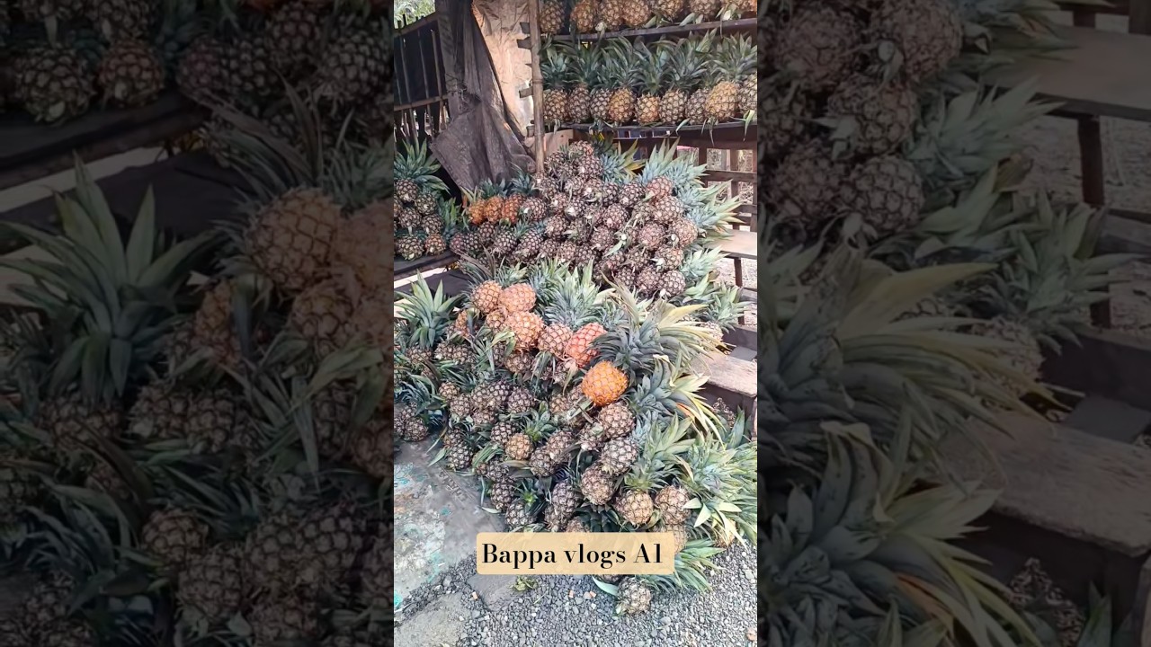 pineapple shop || 