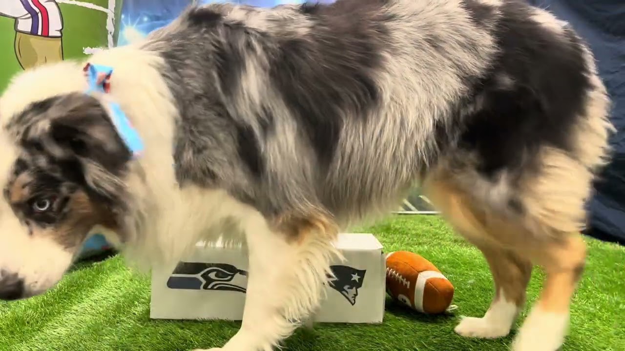 🐾💚🏈Seahawks vs Patriots🏈💚🐾 Who will the pups paw-dict will win it all??🏆