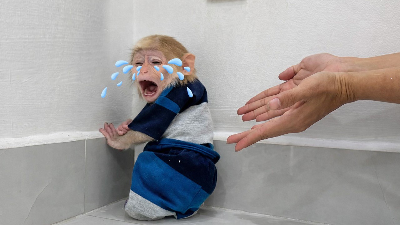 Monkey Lucky bursts into tears in the corner of the room — What did Mom do to her?