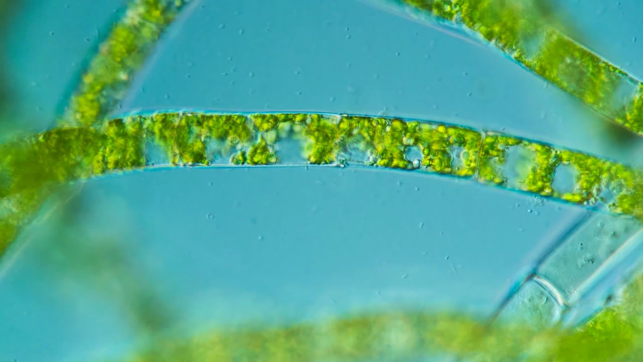 Regnum Plantae: Gr&uuml;nalgen - Chlorophyta (2013) | Gesamtfilm (fullHD) | Anselm Pavlik